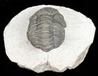 Bumpy Morocops Trilobite - Foum Zguid, Morocco #57542-4